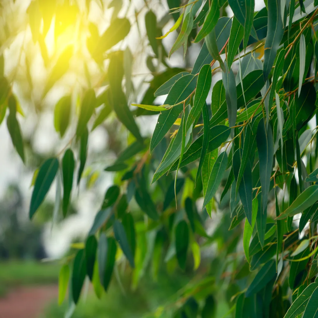 Eucalyptus Essential Oil