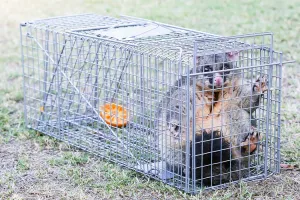 Large Humane Rust-Resistant Live Animal Cage Trap, 66cm | Randy & Travis Machinery