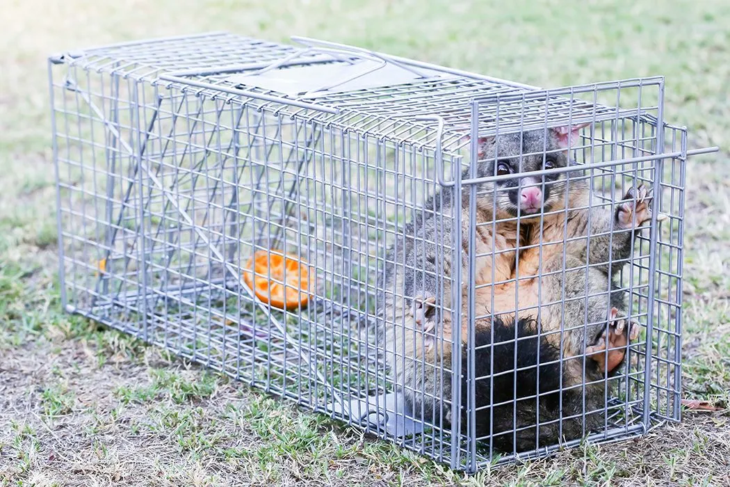 Large Humane Rust-Resistant Live Animal Cage Trap, 66cm | Randy & Travis Machinery