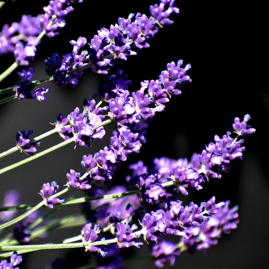 Lavandin Grosso Essential Oil