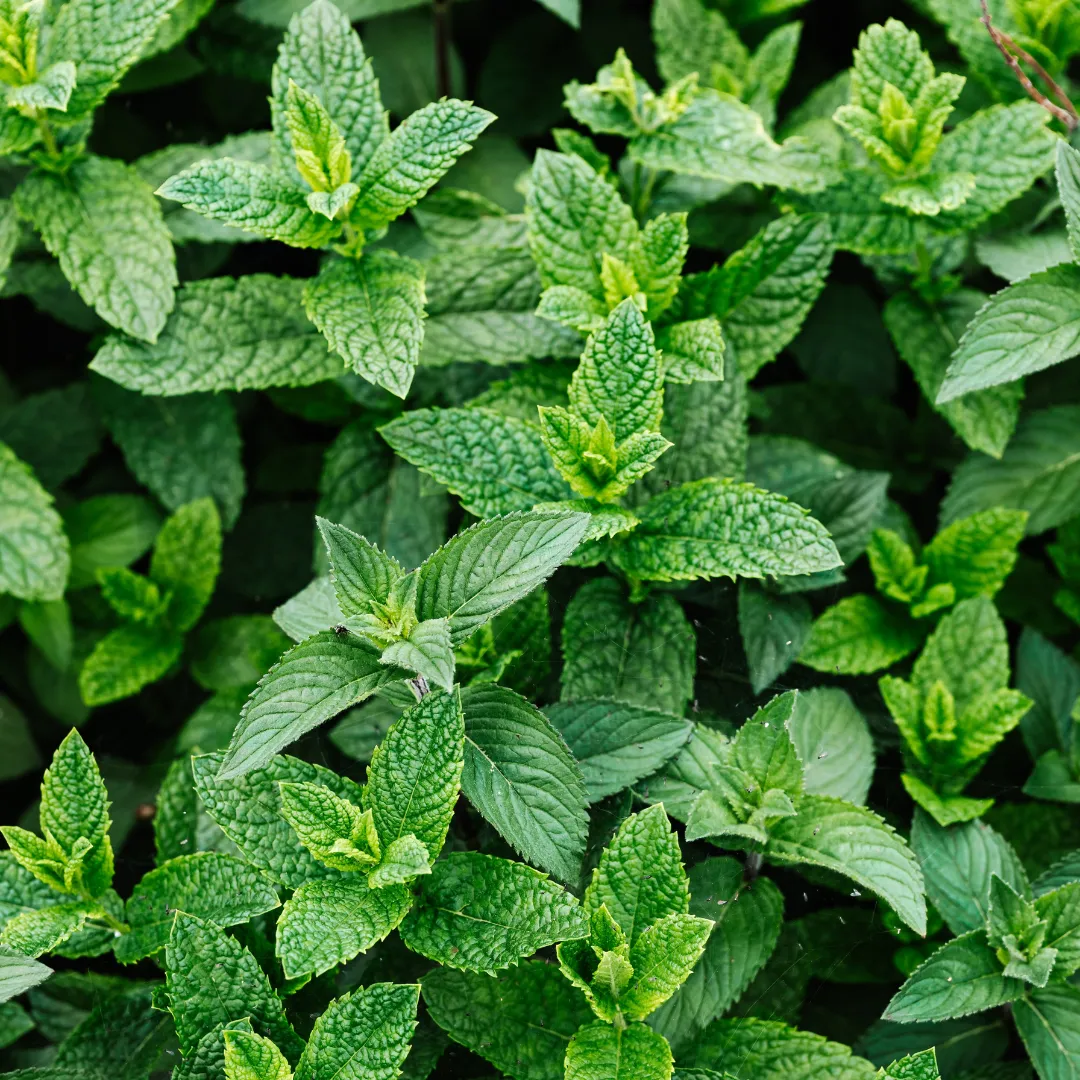 Peppermint (India) Essential Oil